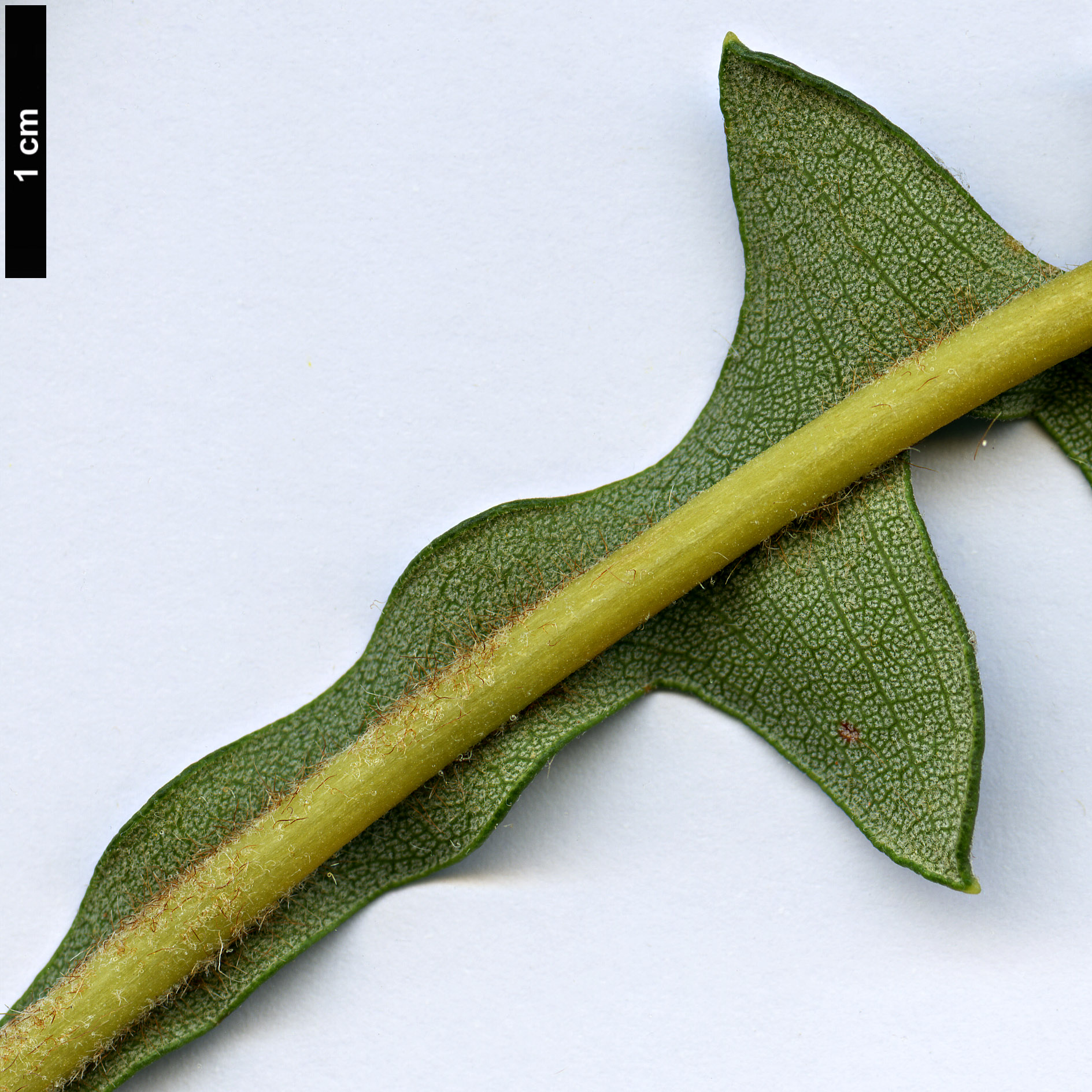 High resolution image: Family: Proteaceae - Genus: Dryandra - Taxon: drummondii - SpeciesSub: subsp. drummondii